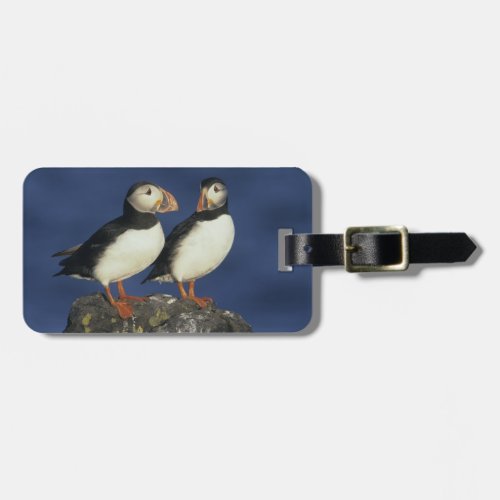 Atlantic Puffin Fratercula arctica in Luggage Tag