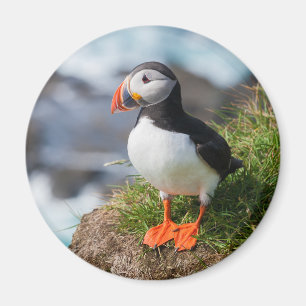 Atlantic Puffin Fratercula Arctica Magnet