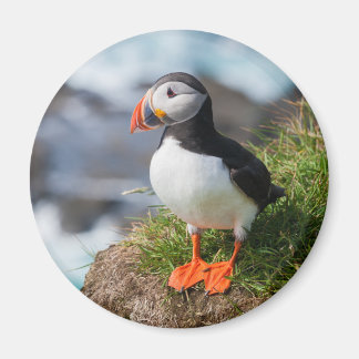 Atlantic Puffin Fratercula Arctica Magnet