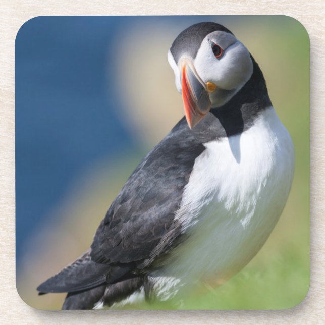 Atlantic Puffin (Fratercula Arctica) On Cliff 2 Drink Coaster (Front)