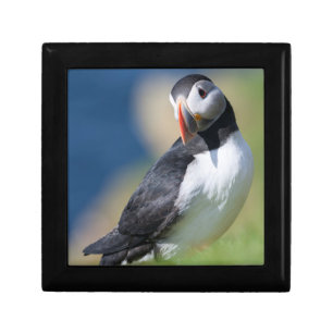 Atlantic Puffin (Fratercula Arctica) On Cliff 2 Gift Box
