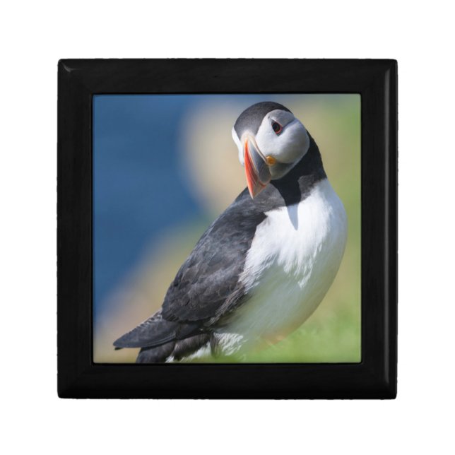 Atlantic Puffin (Fratercula Arctica) On Cliff 2 Gift Box (Front)