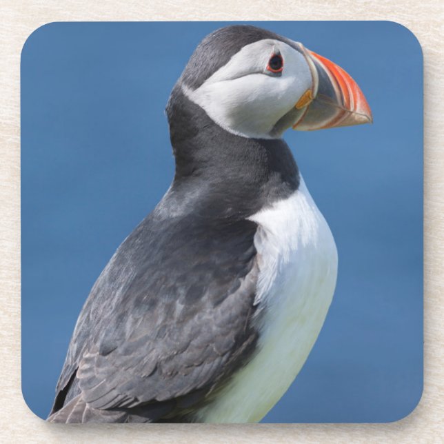 Atlantic Puffin (Fratercula Arctica) On Cliff Drink Coaster (Front)