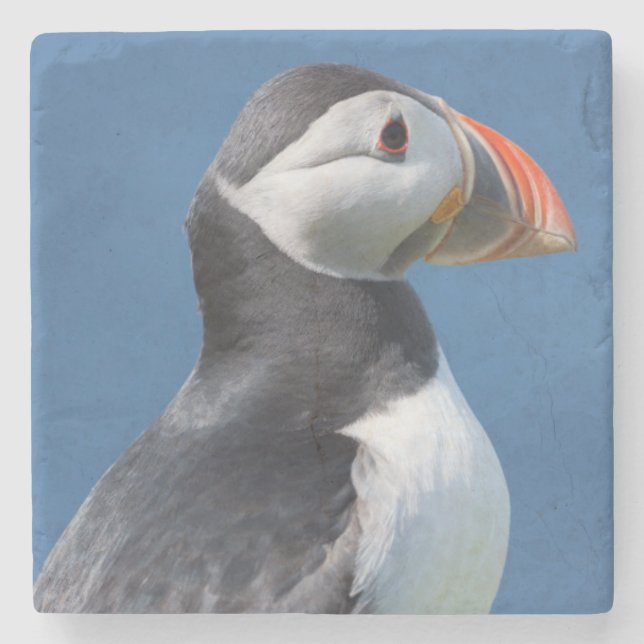 Atlantic Puffin (Fratercula Arctica) On Cliff Stone Coaster (Front)