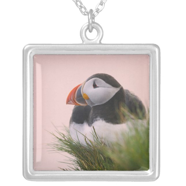 Atlantic Puffin (Fratercula arctica) Silver Plated Necklace (Front)