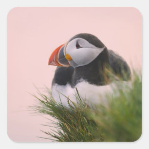 Atlantic Puffin (Fratercula arctica) Square Sticker