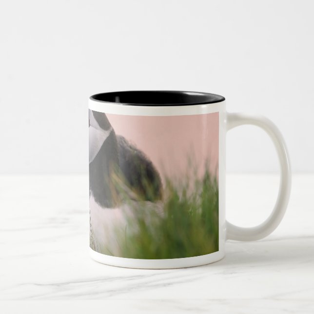 Atlantic Puffin (Fratercula arctica) Two-Tone Coffee Mug (Right)