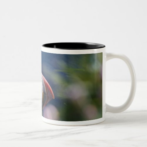 Atlantic Puffin Fratercula arctica Two_Tone Coffee Mug