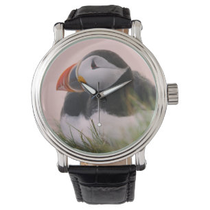 Atlantic Puffin (Fratercula arctica) Watch
