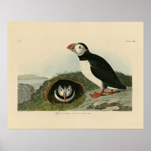 Atlantic Puffin from Audubon's Birds of America Poster