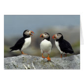 Atlantic Puffin Group (Front Horizontal)