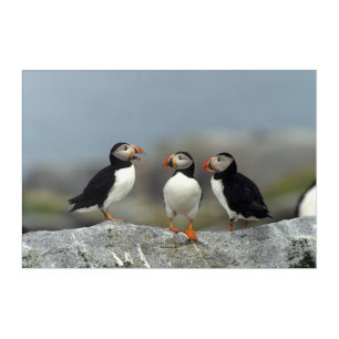 Atlantic Puffin Group Acrylic Print
