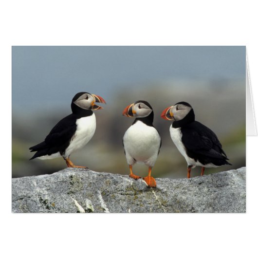 Atlantic Puffin Group Cards (Front Horizontal)