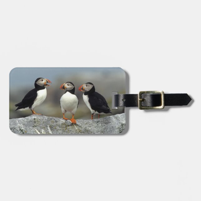 Atlantic Puffin Group Luggage Tag (Front Horizontal)