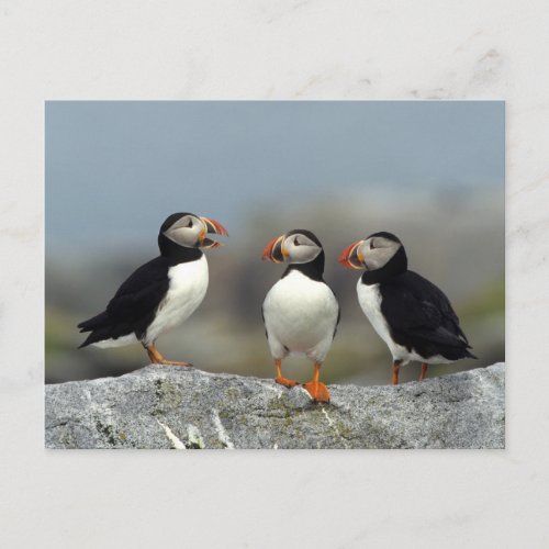 Atlantic Puffin Group Postcard