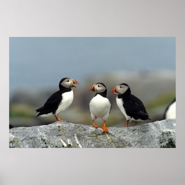 Atlantic Puffin Group Poster (Front)