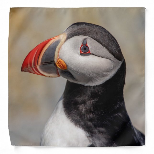 Atlantic Puffin in Machias, Maine Bandana (Front)