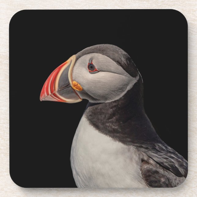 Atlantic Puffin in Machias, Maine Beverage Coaster (Front)