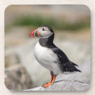 Atlantic Puffin in Machias, Maine Beverage Coaster