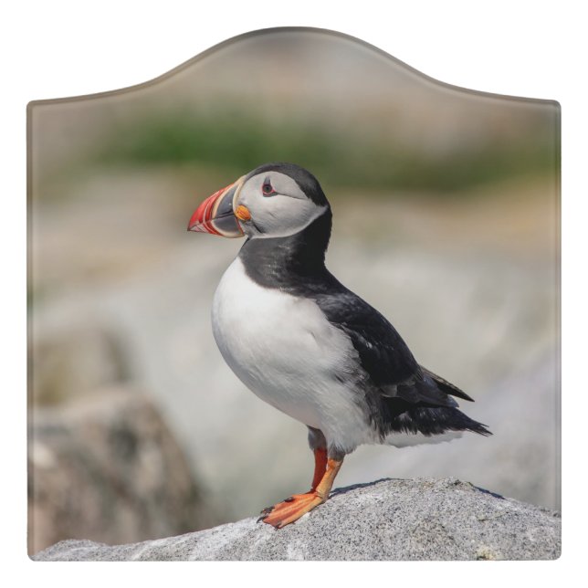 Atlantic Puffin in Machias, Maine Door Sign (Large Crest Front)