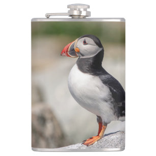 Atlantic Puffin in Machias, Maine Flask