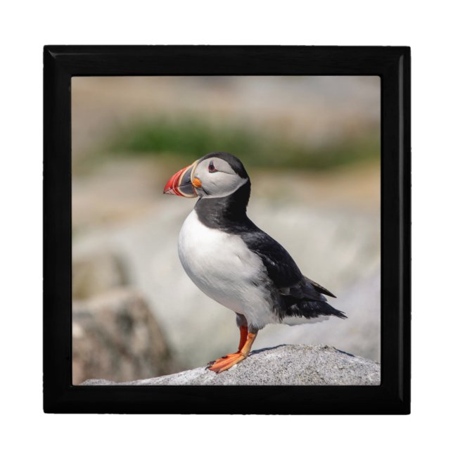Atlantic Puffin in Machias, Maine Gift Box (Front)