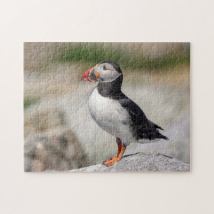 Atlantic Puffin in Machias, Maine Jigsaw Puzzle