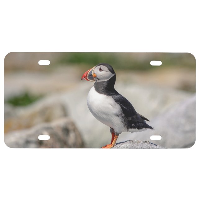 Atlantic Puffin in Machias, Maine License Plate (Front)