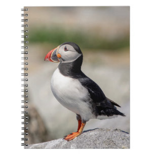 Atlantic Puffin in Machias, Maine Notebook