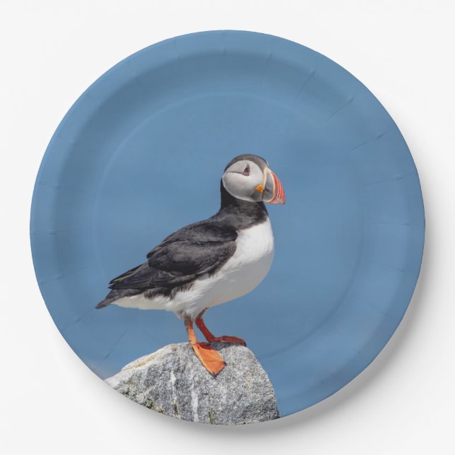 Atlantic Puffin in Machias, Maine Paper Plates (Front)