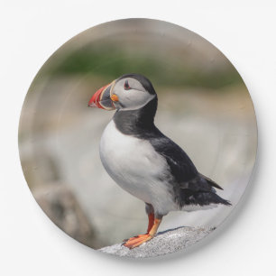 Atlantic Puffin in Machias, Maine Paper Plates