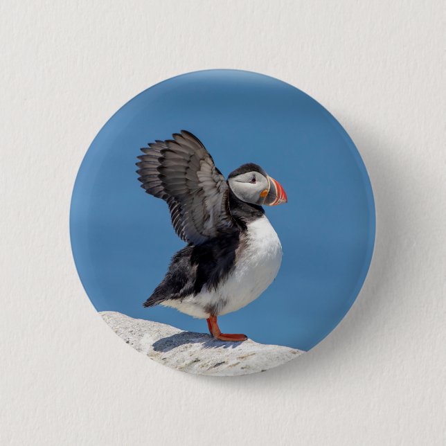 Atlantic Puffin in Machias, ME Button (Front)