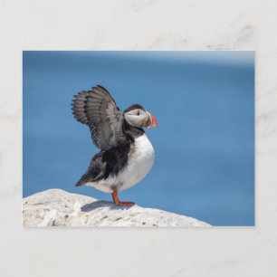 Atlantic Puffin in Machias, ME Postcard