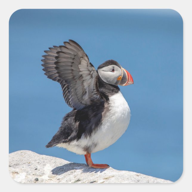 Atlantic Puffin in Machias, ME Square Sticker (Front)