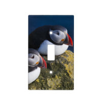 Atlantic Puffin