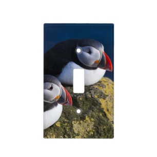 Atlantic Puffin Light Switch Cover
