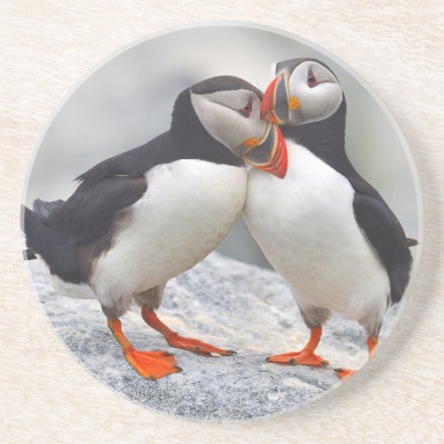 Atlantic Puffin Love Sandstone Coaster