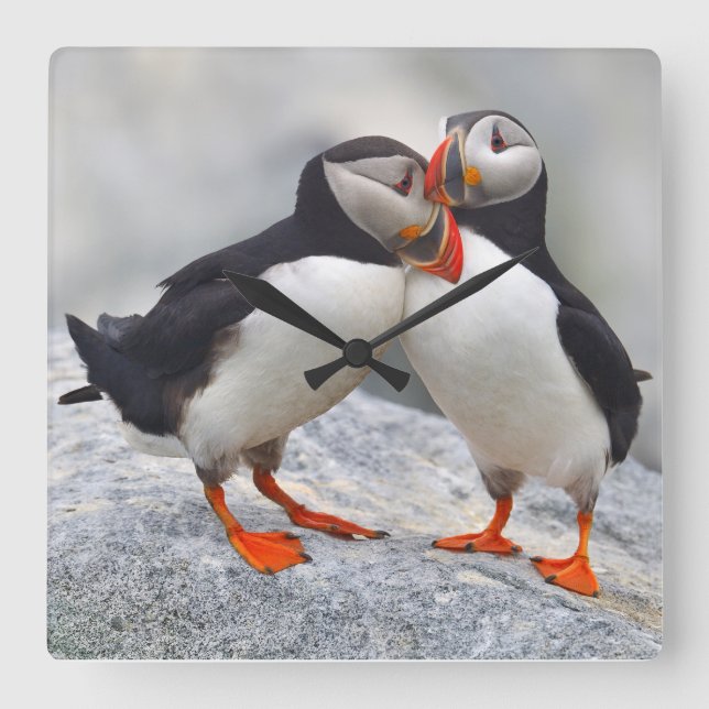 Atlantic Puffin Love Square Wall Clock (Front)