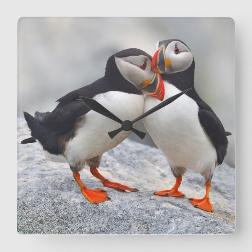 Atlantic Puffin Love Square Wall Clock