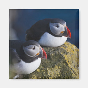 Atlantic Puffin Magnet