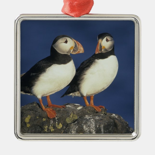Atlantic Puffin Metal Ornament (Front)