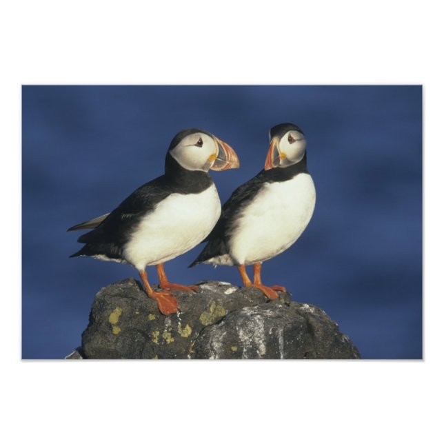 Atlantic Puffin Photo Print (Front)