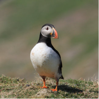 Atlantic Puffin Photo Sculpture
