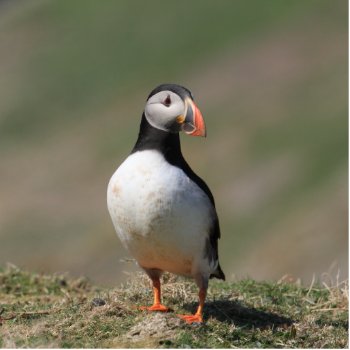 Atlantic Puffin Photo Sculpture by Welshpixels at Zazzle