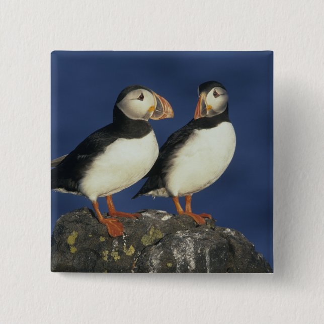 Atlantic Puffin Pinback Button (Front)