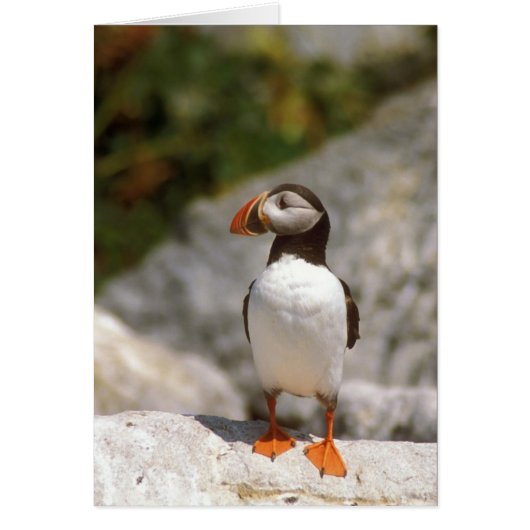 Atlantic Puffin Profile (Front)