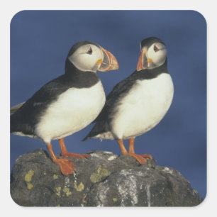 Atlantic Puffin Square Sticker