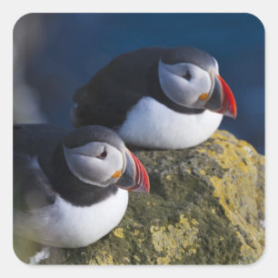Atlantic Puffin Square Sticker