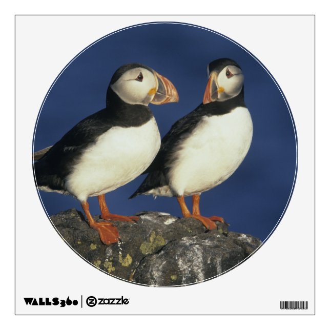 Atlantic Puffin Wall Sticker (Front)