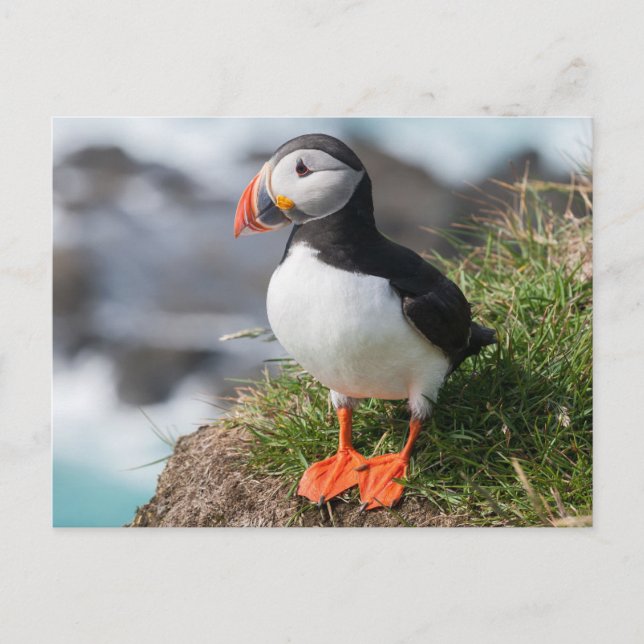 Atlantic Puffing in breeding plumage Postcard (Front)
